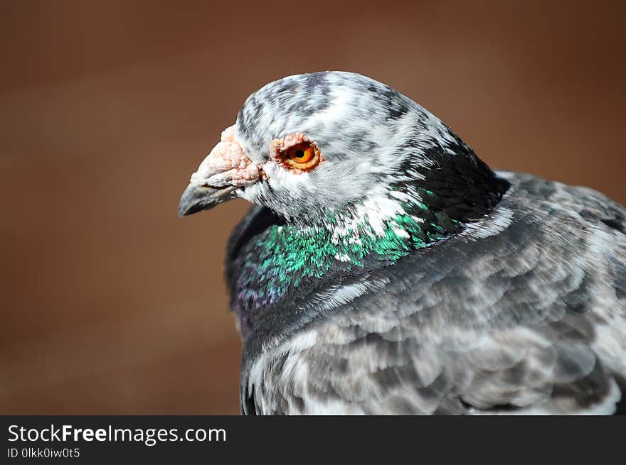 Beak, Fauna, Bird, Feather