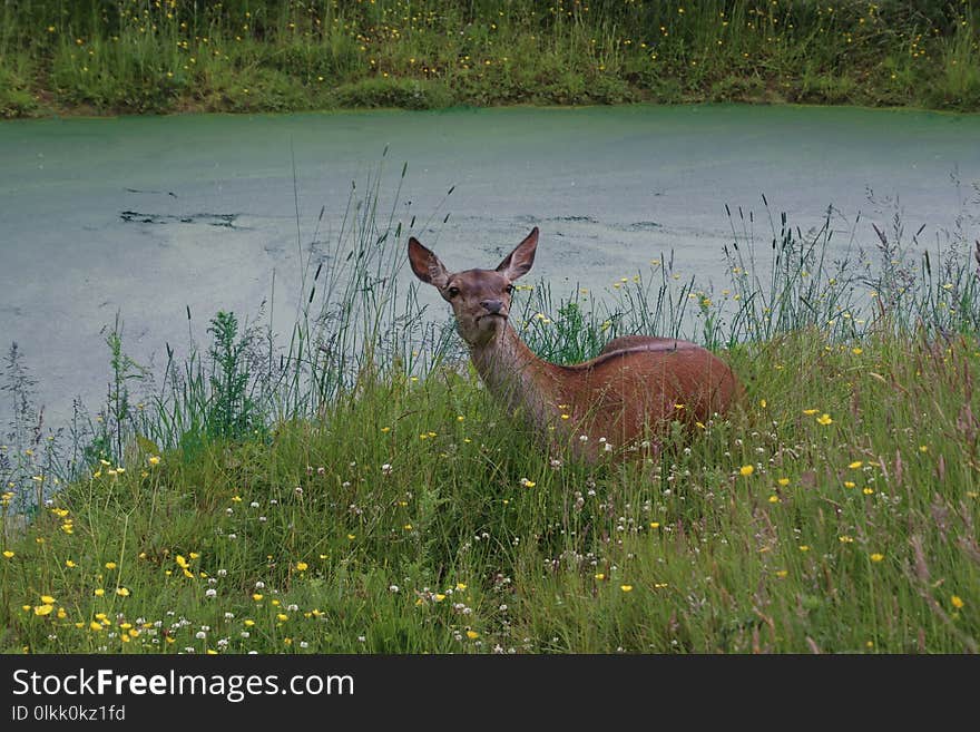 Wildlife, Deer, Fauna, Mammal