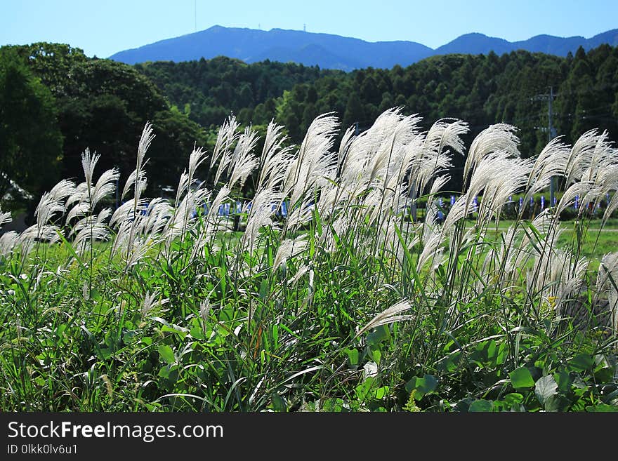 Plant, Vegetation, Ecosystem, Grass Family