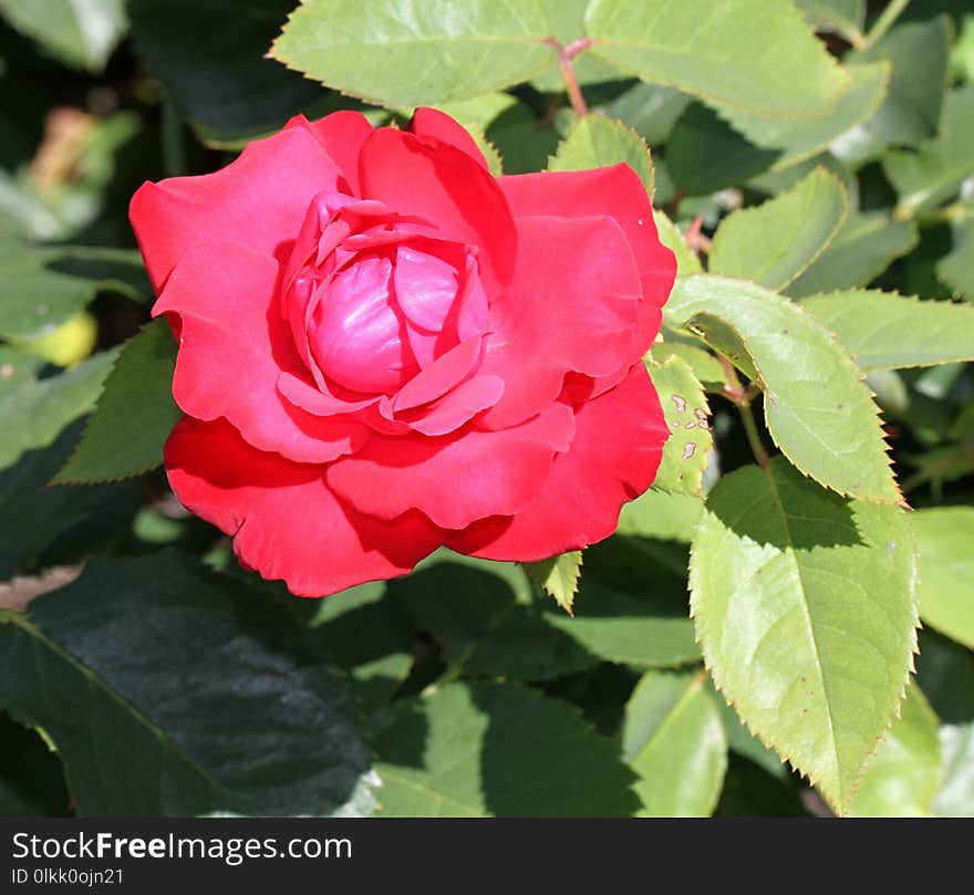 Rose, Rose Family, Flower, Floribunda