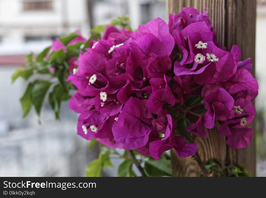 Flower, Plant, Pink, Purple