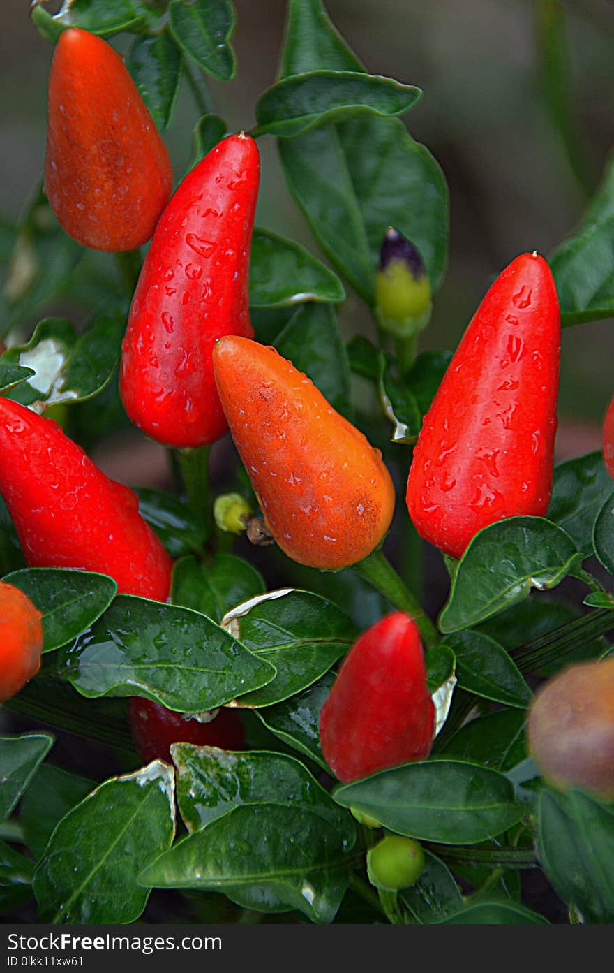 Vegetable, Bird's Eye Chili, Chili Pepper, Tabasco Pepper