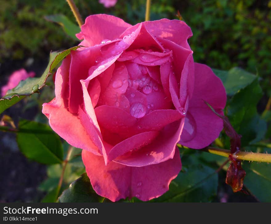 Rose Family, Flower, Rose, Floribunda