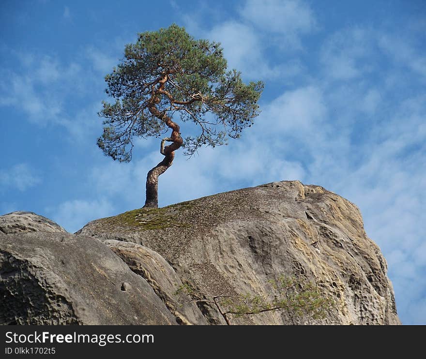 Tree, Woody Plant, Rock, Sky