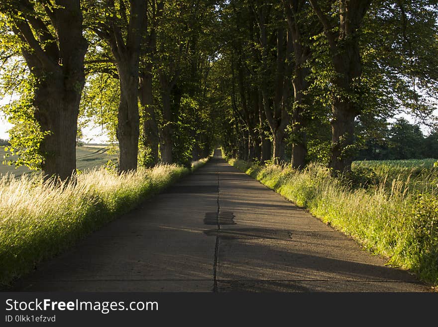 Path, Nature, Tree, Road