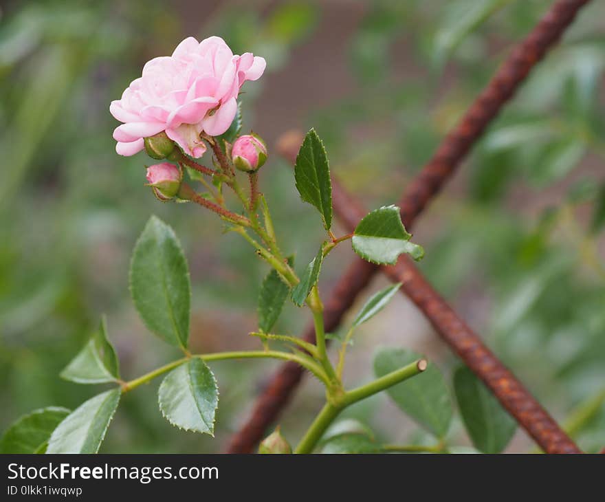 Plant, Flora, Flower, Flowering Plant