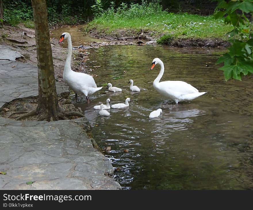 Waterway, Bird, Swan, Water Bird