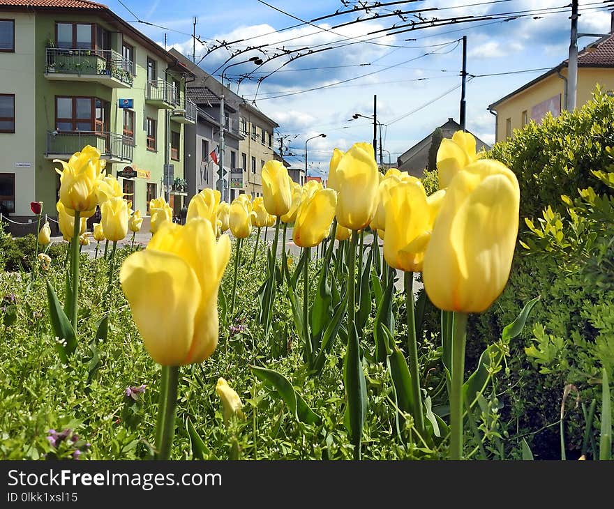 Flower, Plant, Yellow, Flowering Plant