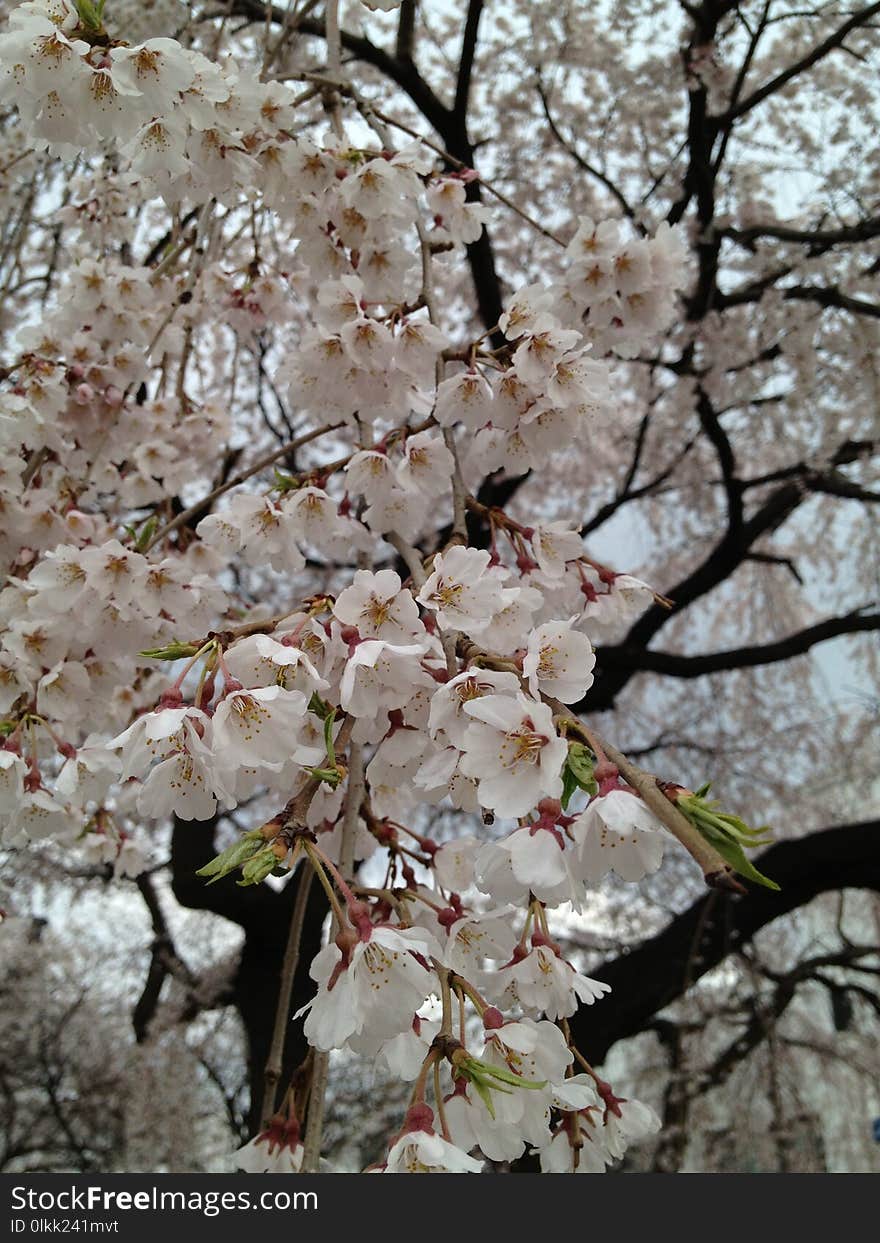 Flower, Blossom, Plant, Branch