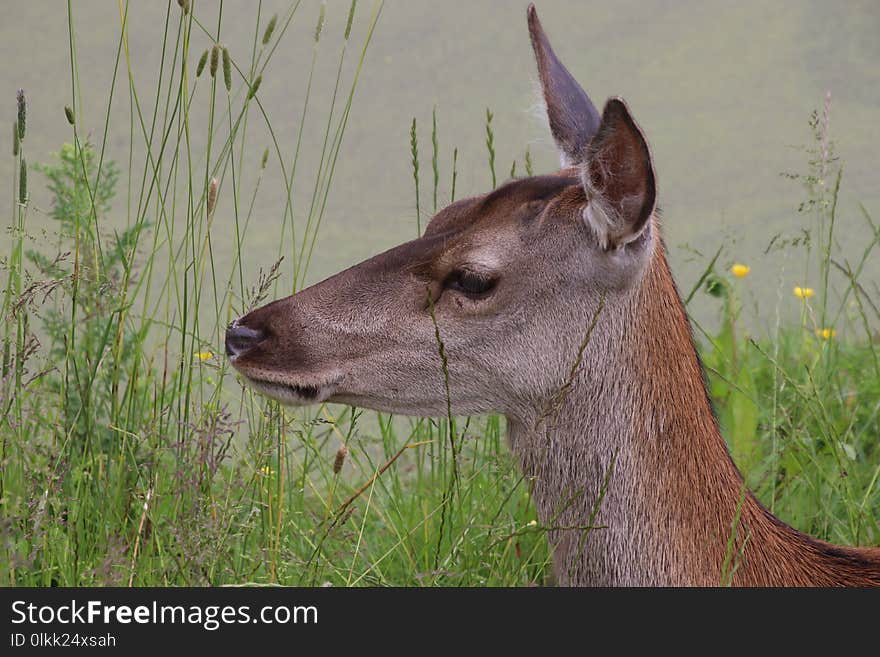 Wildlife, Deer, Fauna, Mammal