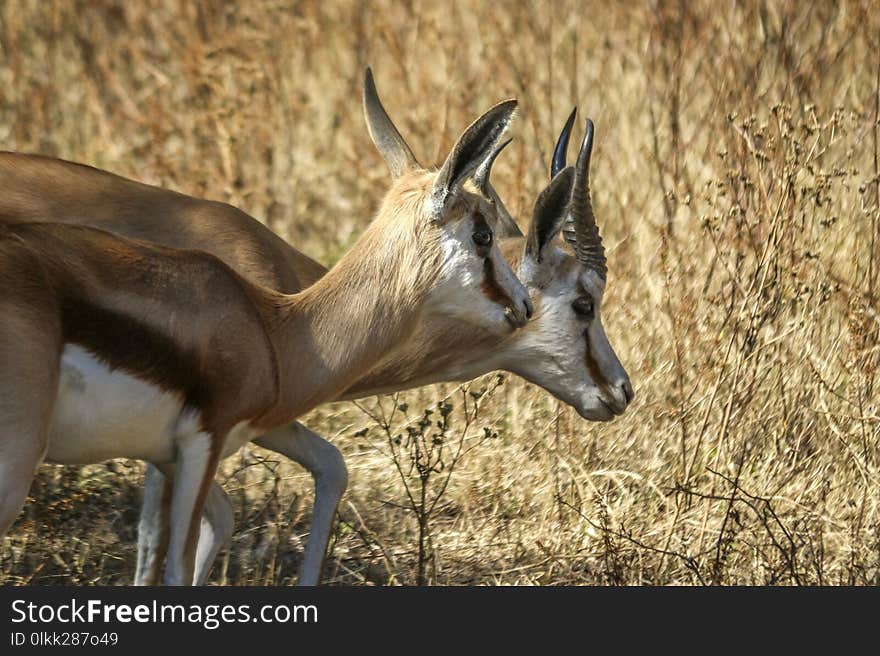 Wildlife, Springbok, Fauna, Horn