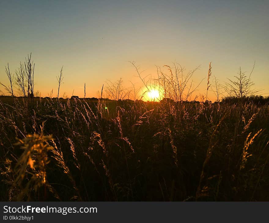 Sky, Sun, Field, Evening