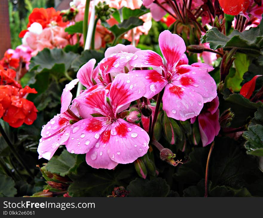 Flower, Plant, Pink, Flowering Plant