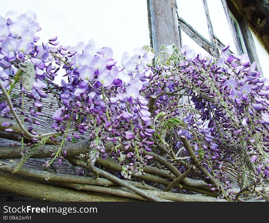 Flower, Plant, Purple, Lilac