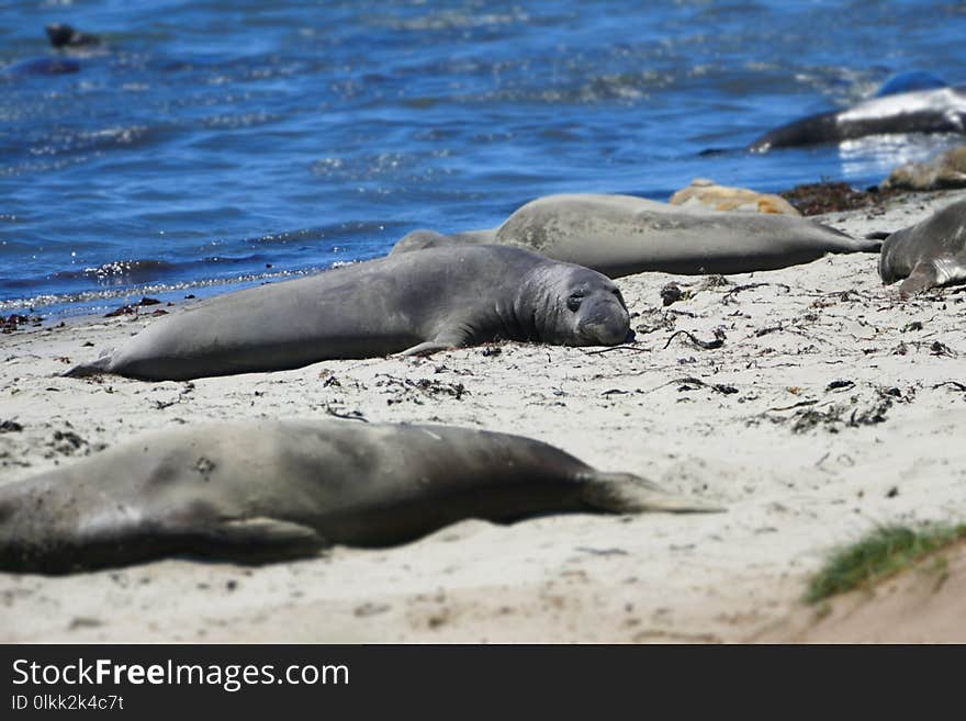 Seals, Mammal, Marine Mammal, Fauna