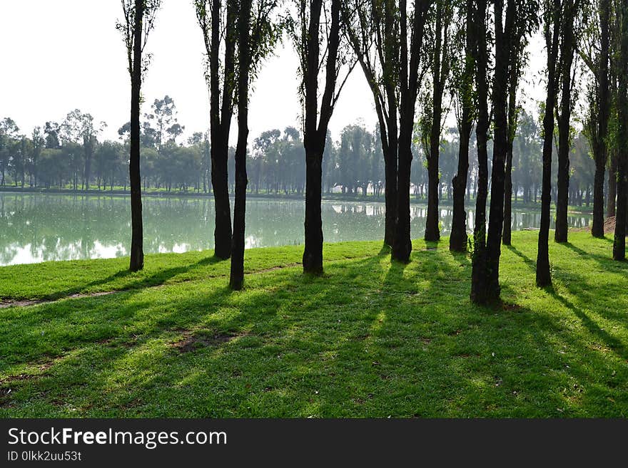 Nature, Tree, Ecosystem, Grass