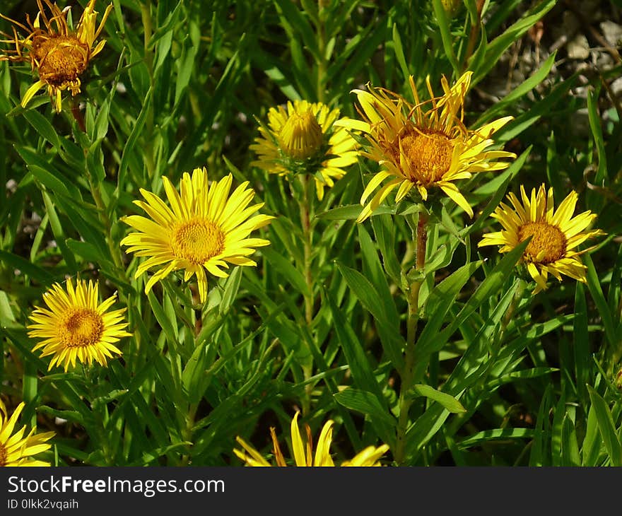 Flower, Plant, Golden Samphire, Daisy Family