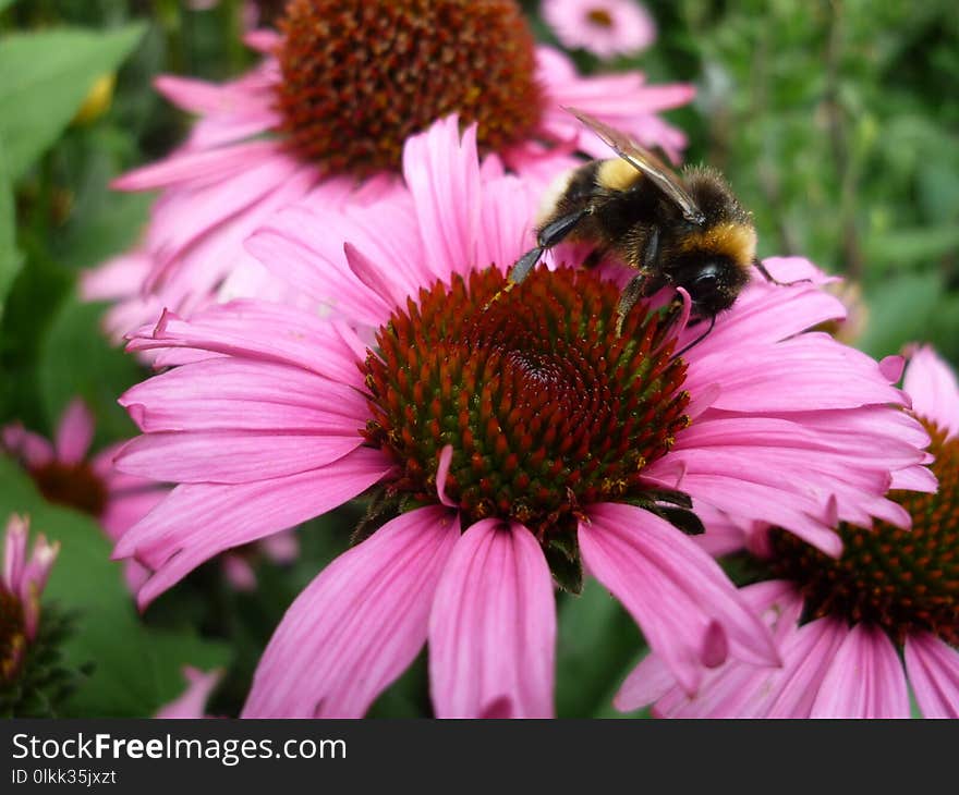 Nectar, Bee, Coneflower, Honey Bee