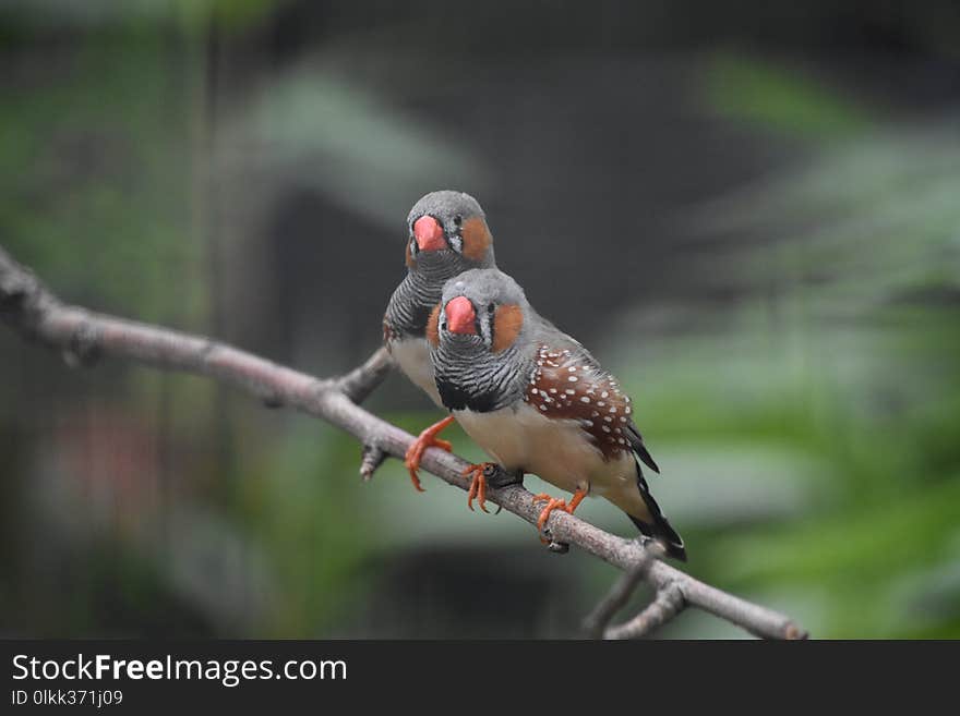 Bird, Beak, Branch, Finch