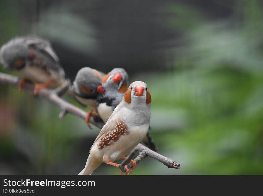 Bird, Beak, Fauna, Finch