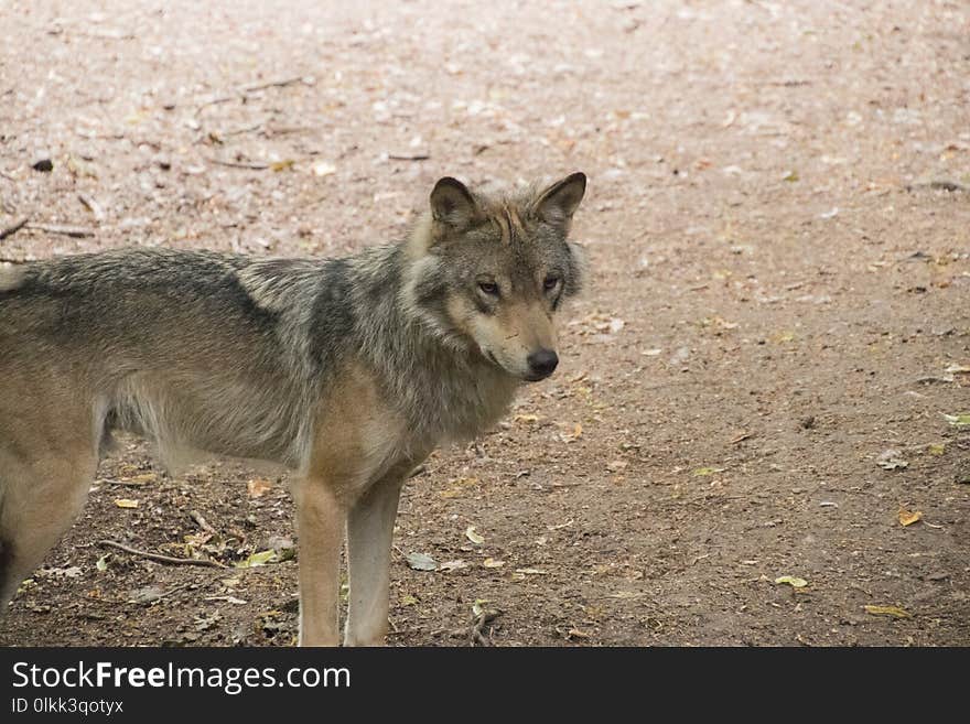 Mammal, Jackal, Wildlife, Dog Like Mammal