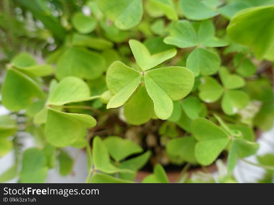 Plant, Leaf, Wood Sorrel Family, Herb