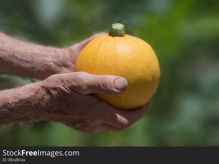 Old gardeners hands holding yellow round zucchini against blurry garden background