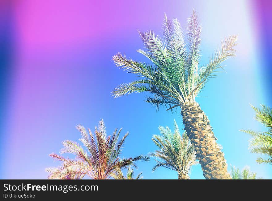 Palms with colorful pop art effect. Vintage stylized photo with light leaks. Summer palm trees over sky on beach. Holiday and travel concept. Copy space.