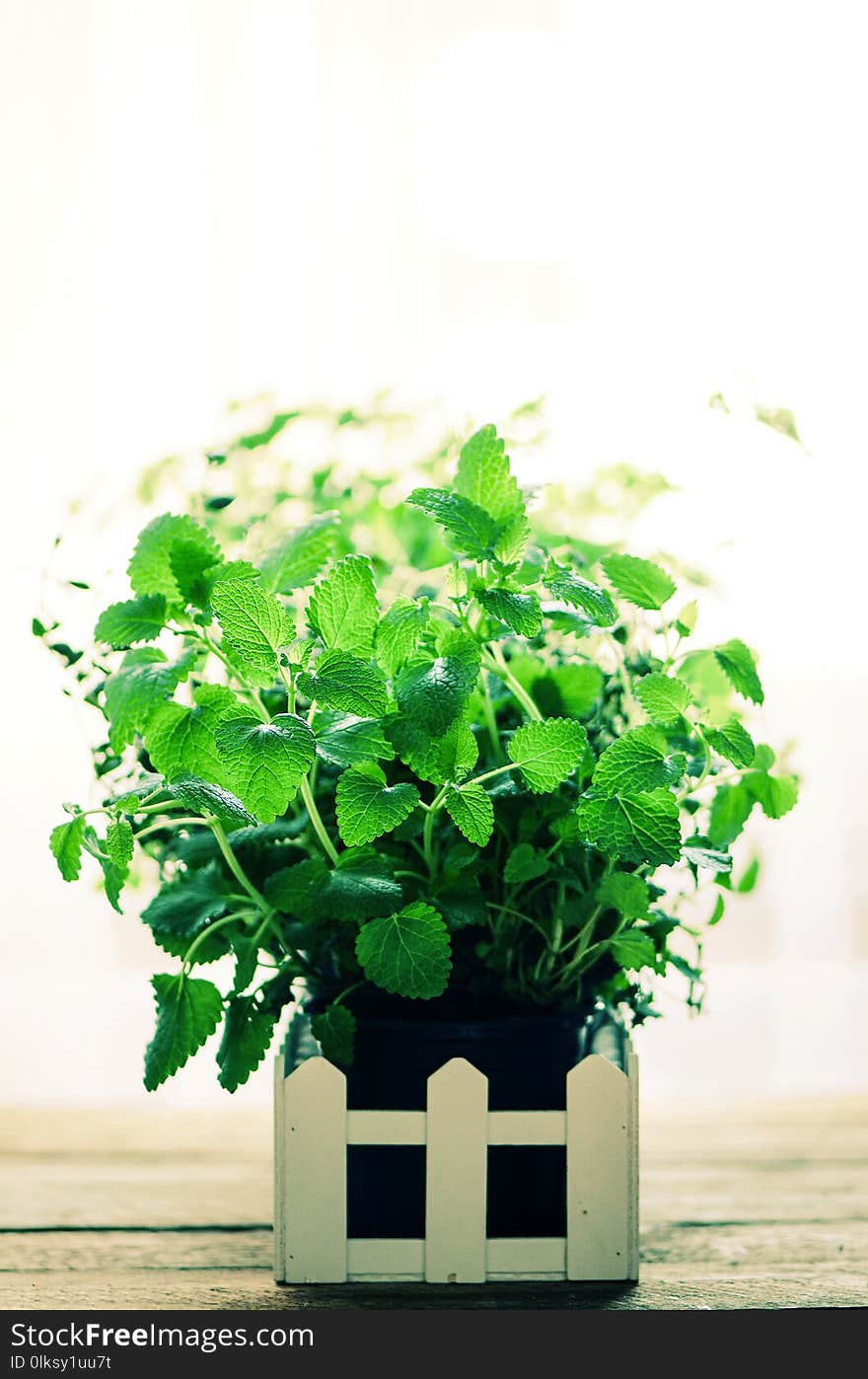 Abstract spring or summer concept. Organic herbs melissa, mint, thyme, basil, parsley on wooden background with sunlight and sunny leaks. Banner. Copyspace