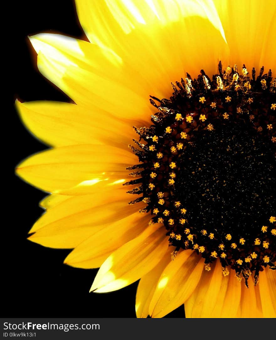 Bright Yellow Sunflower Macro