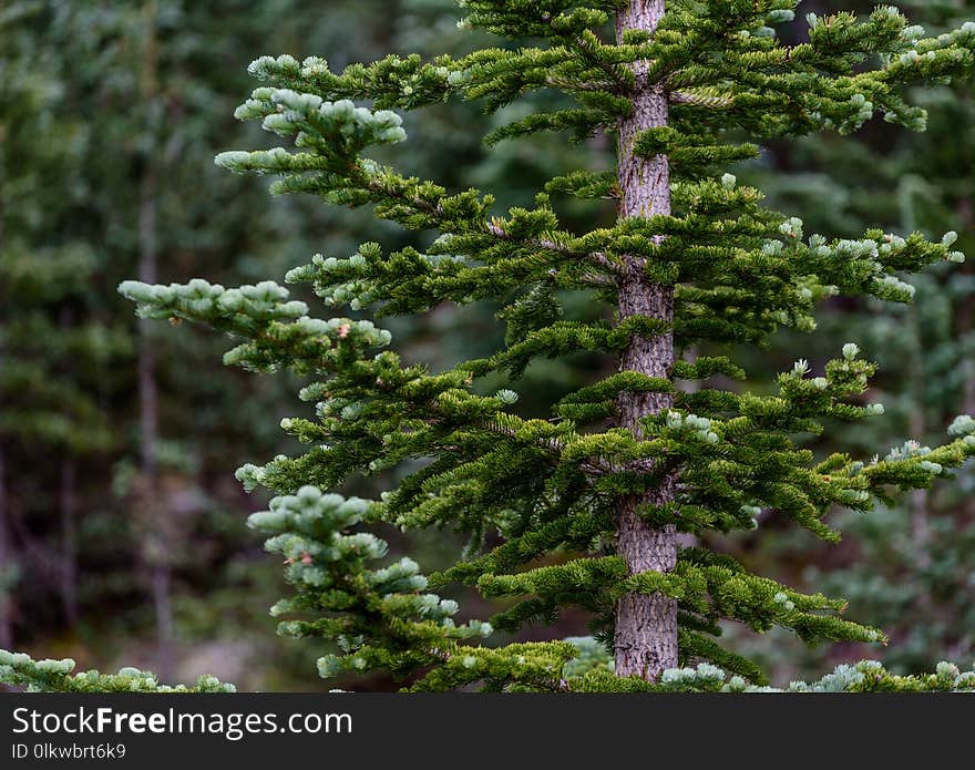 A tall pine tree with shallow depth of field. A tall pine tree with shallow depth of field