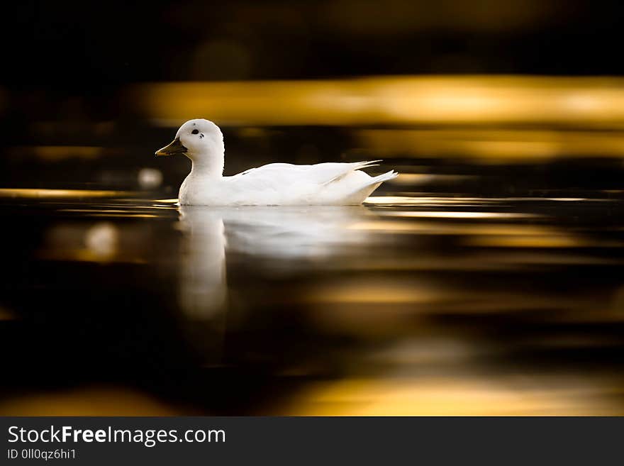 A young hybrid duck - a cross between a mallard and white domestic duck - of around 6-8 weeks old is seen on dark water with the gold sunset reflected in it. A young hybrid duck - a cross between a mallard and white domestic duck - of around 6-8 weeks old is seen on dark water with the gold sunset reflected in it.