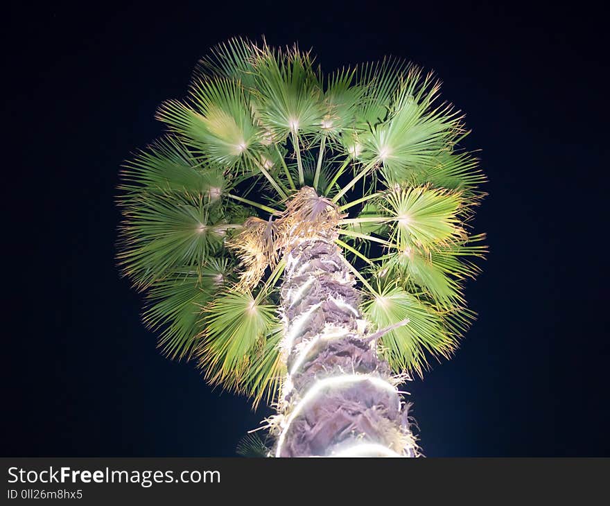 Christmas garlands and light illumination on a palm tree at night. Dubai.