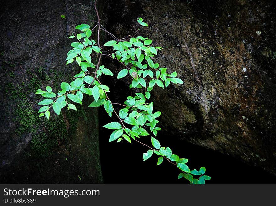 A picture of green leaves in front of a rock in the summer