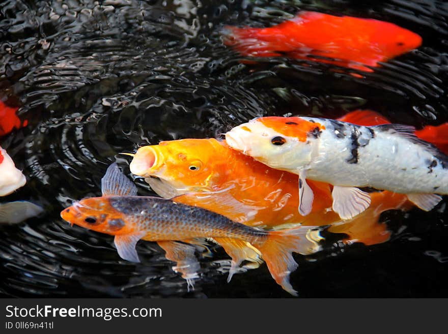 A picture of fish swimming in a koi pond in summer. A picture of fish swimming in a koi pond in summer