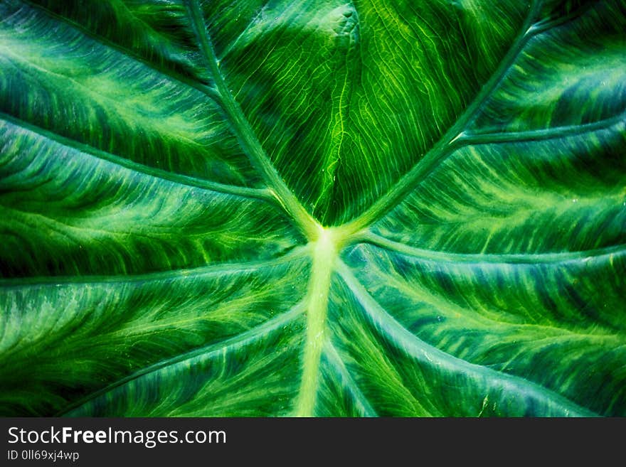 Closeup of a green leaf