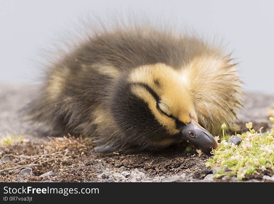 A sleeping duckling