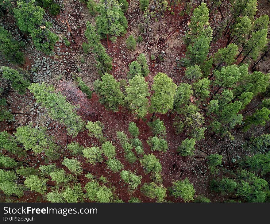 Tall Pine Trees in a Northern Arizona patch of forest. Image captured from an aerial drone at 400 feet in altitude. Tall Pine Trees in a Northern Arizona patch of forest. Image captured from an aerial drone at 400 feet in altitude