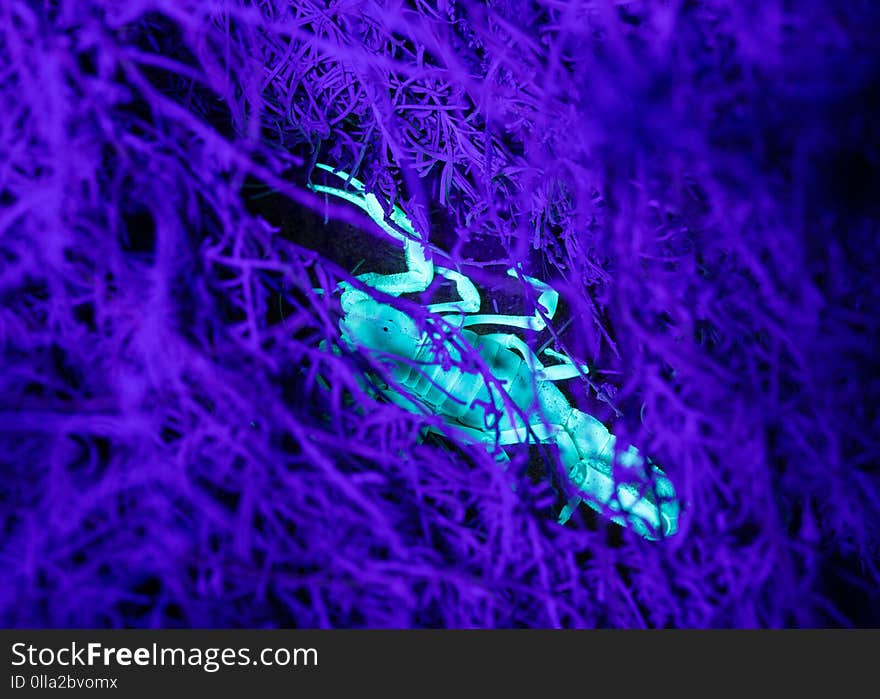 A sand scorpion hiding under a sage plant illuminated by ultraviolet light