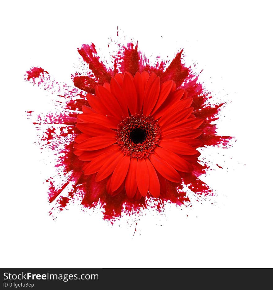 Closeup of red paint brushstroke isolated on white background, Round shape.