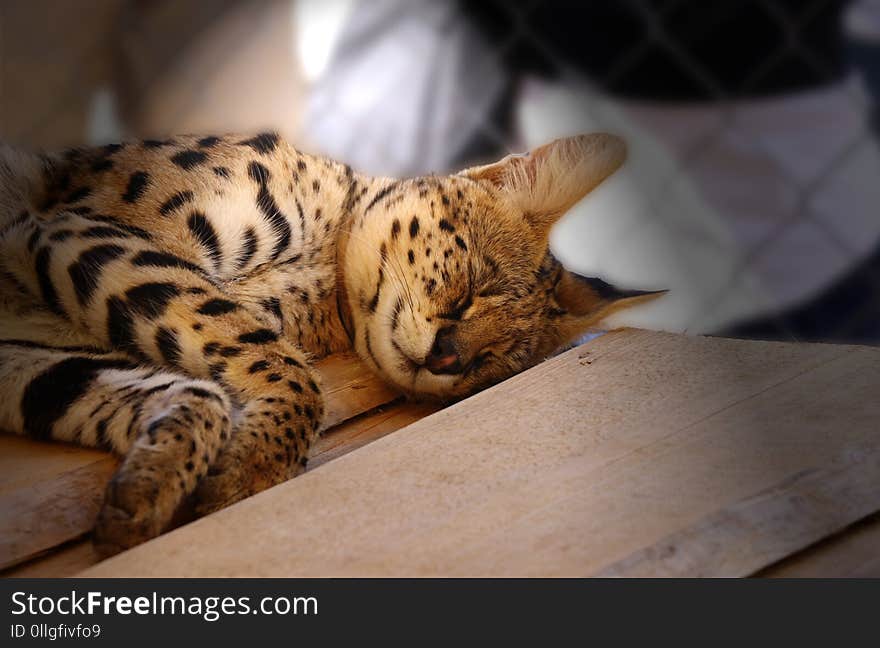 A sleeping serval in hot days. Beautiful kind of cat leaves in African lands