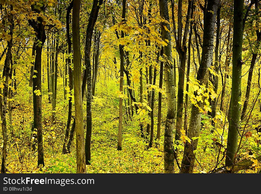 Autumn landscape in the depths of the forest from the hill to the flying leaves of the trees. Background