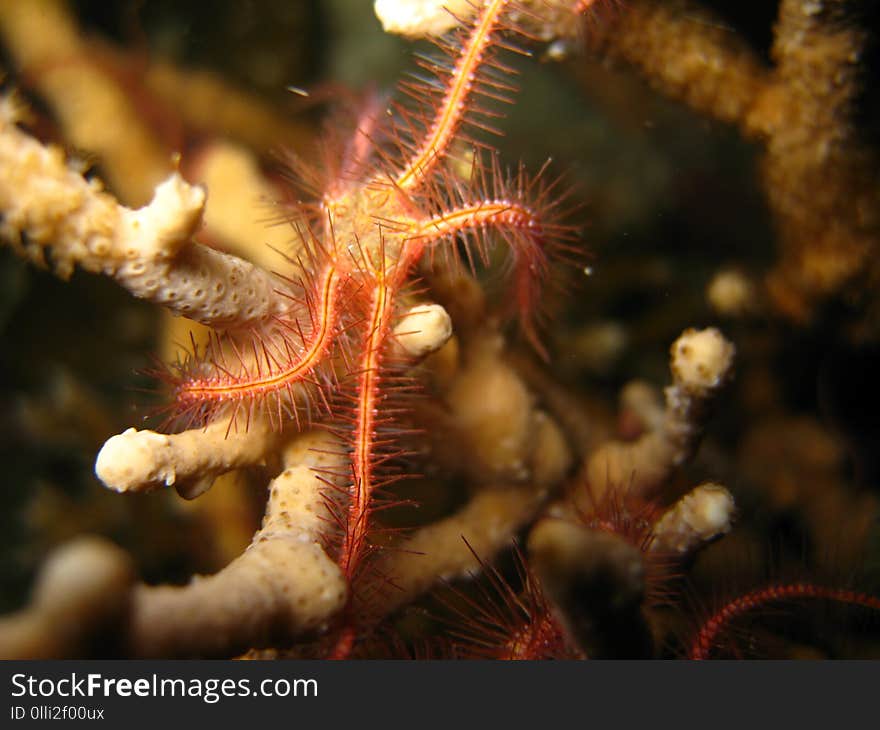 The Beautyful of Brittle Starfish in Similan Marine National Park, Thailand. The Beautyful of Brittle Starfish in Similan Marine National Park, Thailand