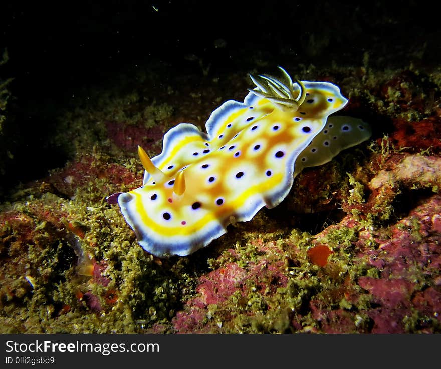 Goniobranchus Geminus at the bottom of Koh Lipe, Thailand