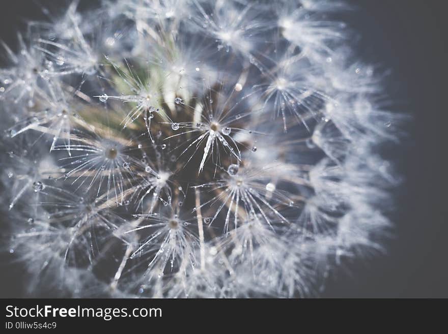 White Dandelion With Water Drops Retro