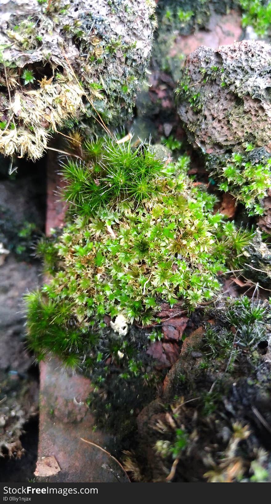 A natural terrarium formed in an old barbecue. A natural terrarium formed in an old barbecue