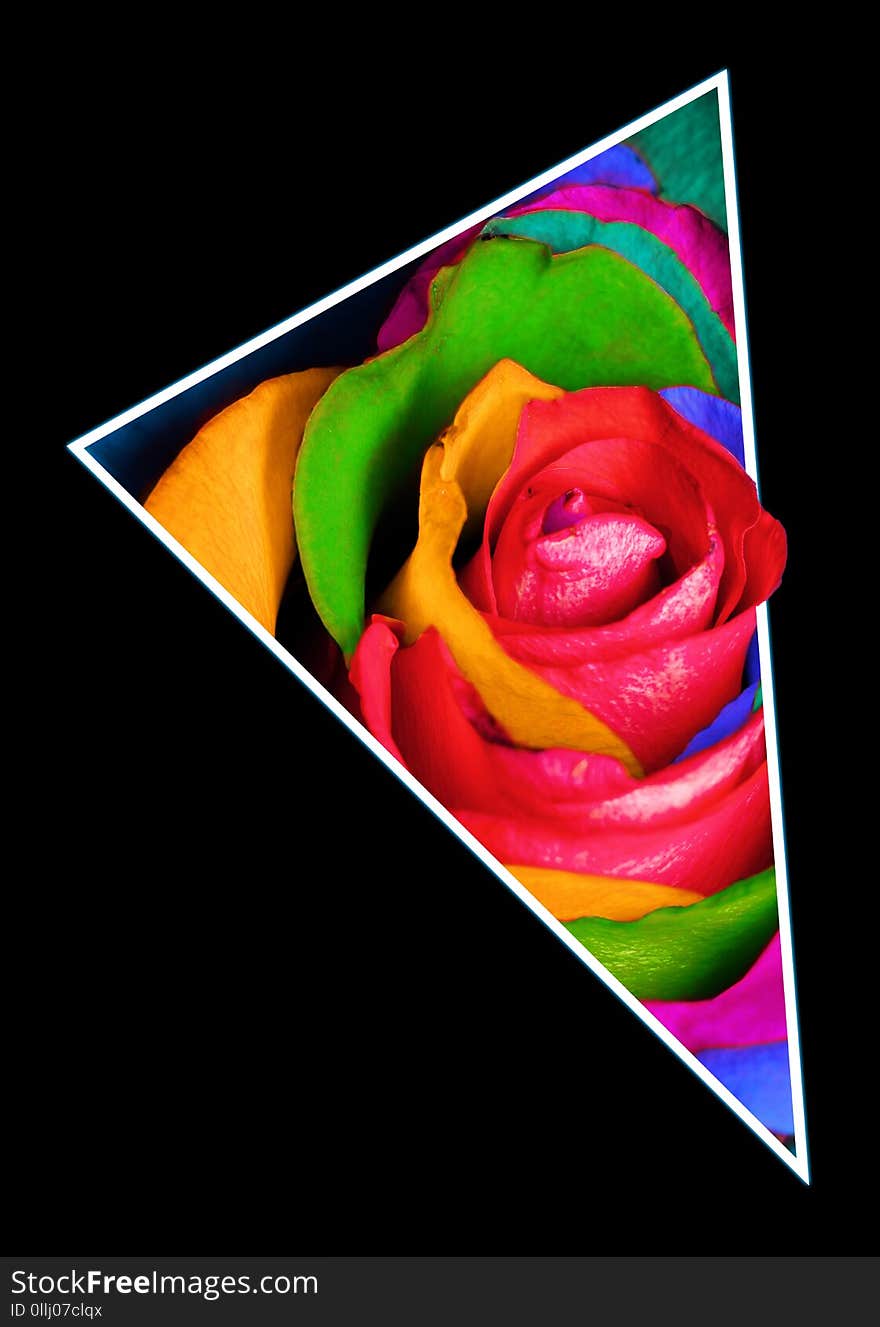 Decorative rainbow rose in polygon