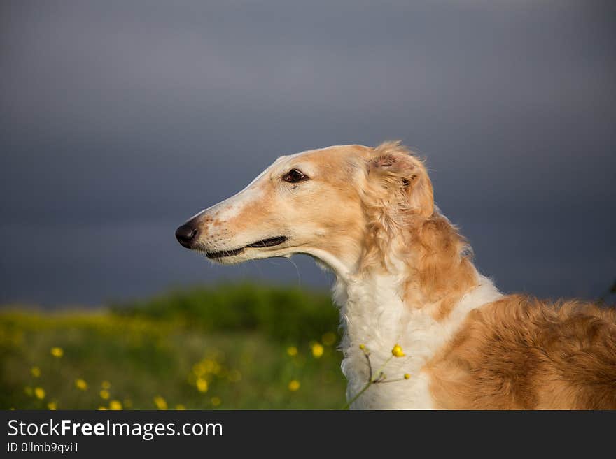 Profile Portrait of russian borzoi dog on a green and yellow field background. Close-up image of beautiful dog in the buttercup field