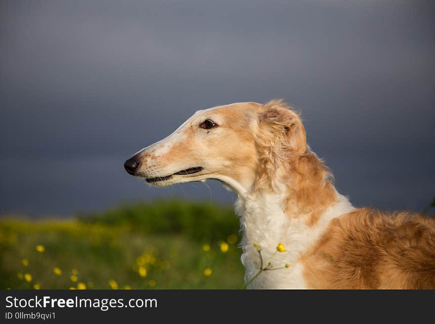 Close-up image of beautiful dog in the buttercup field