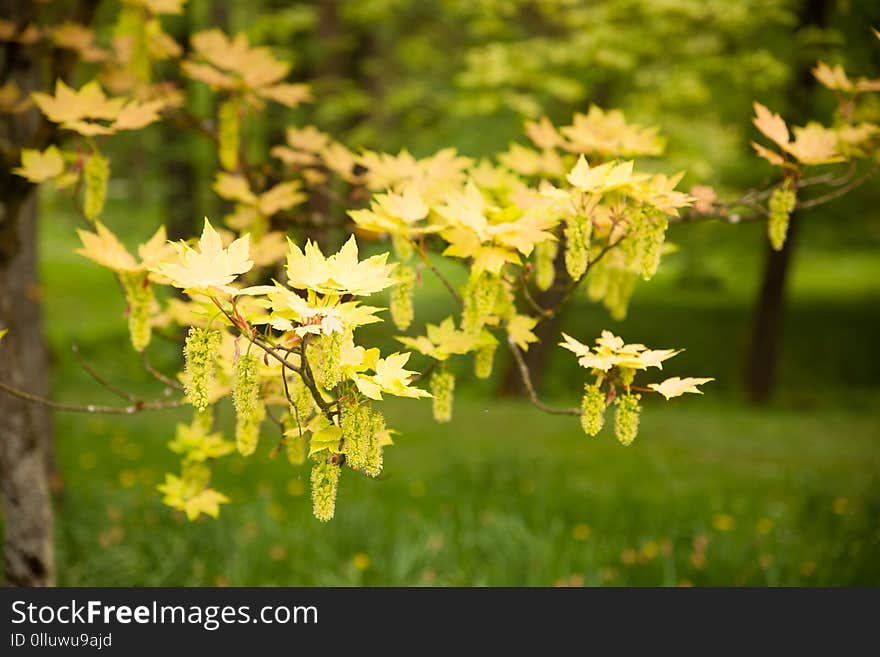 Acer blooming in a park in early spring